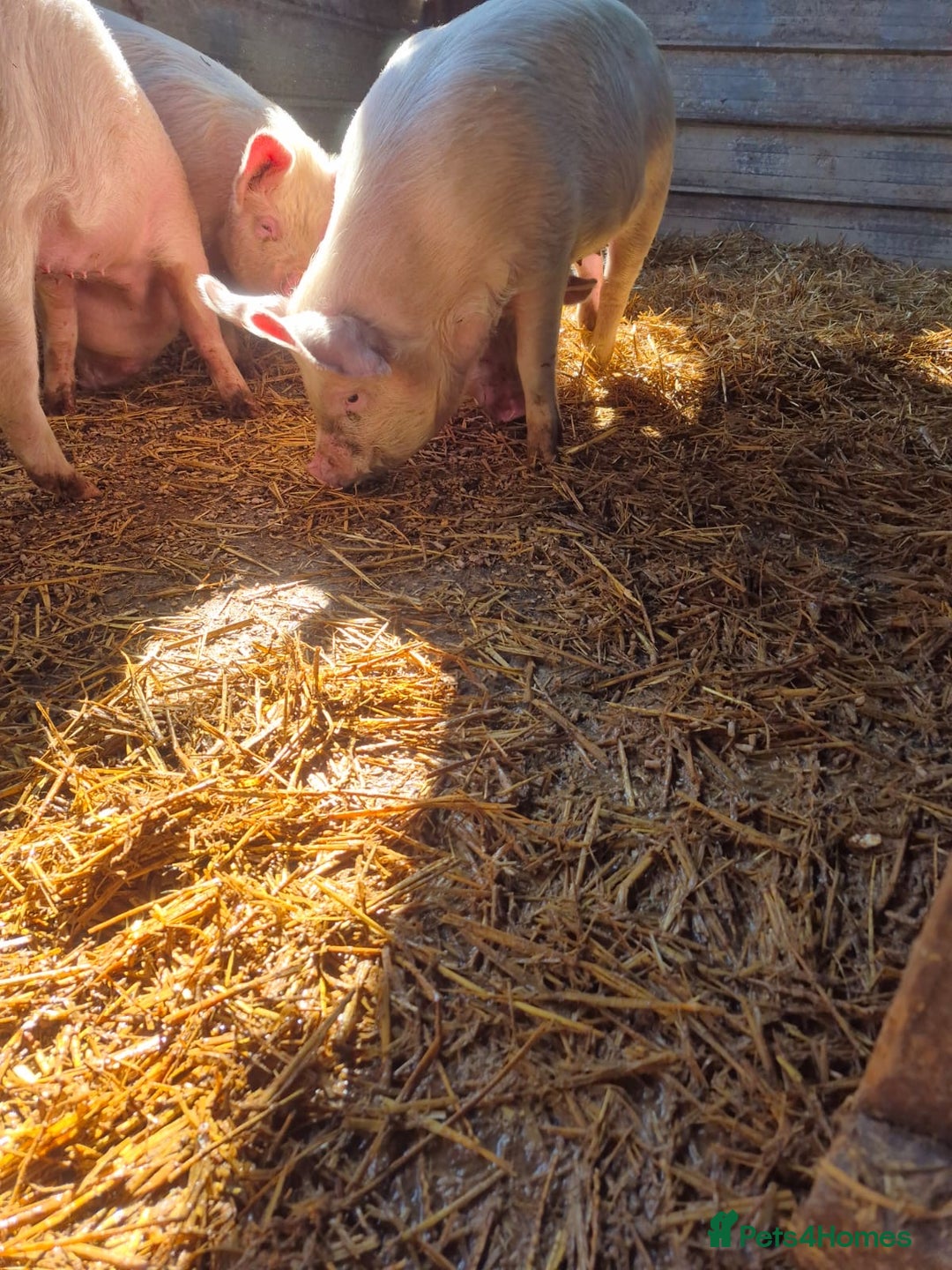 Pig livestock for sale: 3 Oxford Sandy and Black, Middle White Gilts Pigs - Image 7