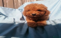 Miniature Poodle dogs for sale: Miniature poodles  - Image 6