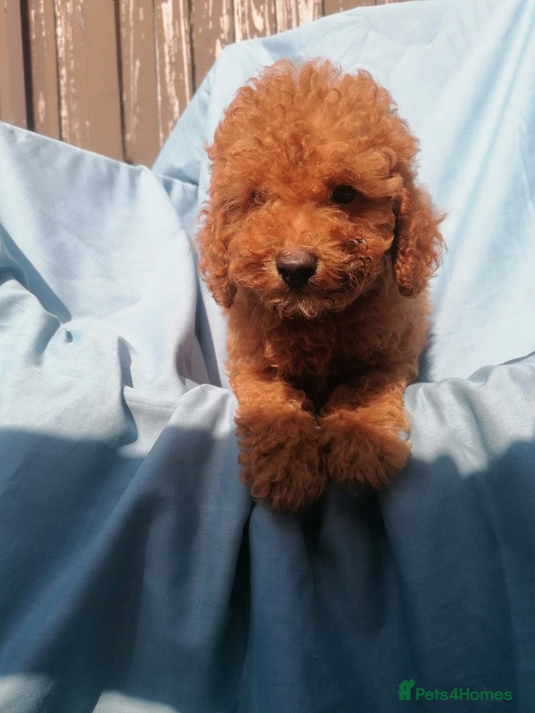 Miniature Poodle dogs for sale: Miniature poodles  - Image 6