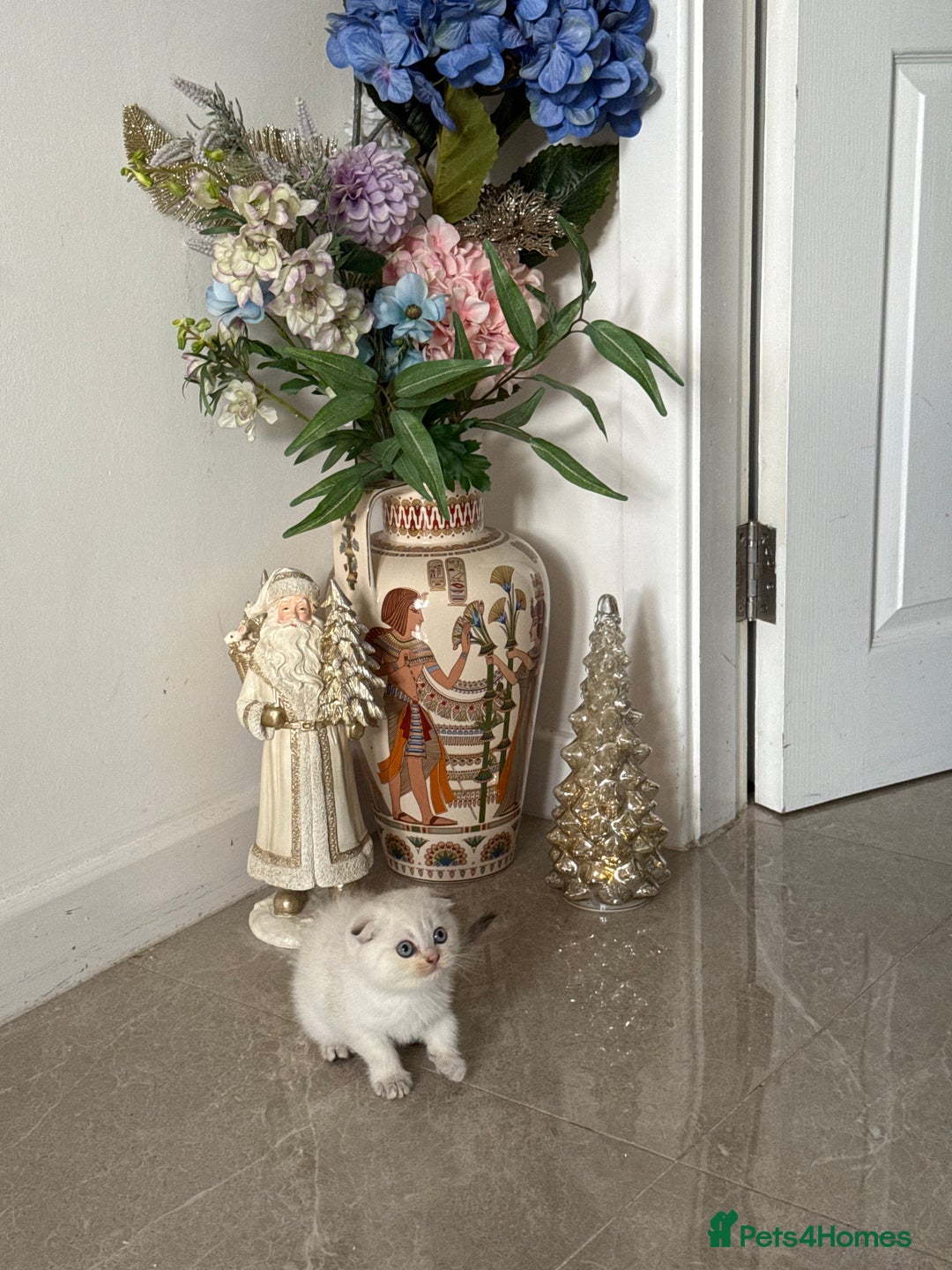 Scottish Fold cats for sale: *LUXURY SCOTTISH FOLD & 1 STRAIGHT KITTENS* - Advert 5