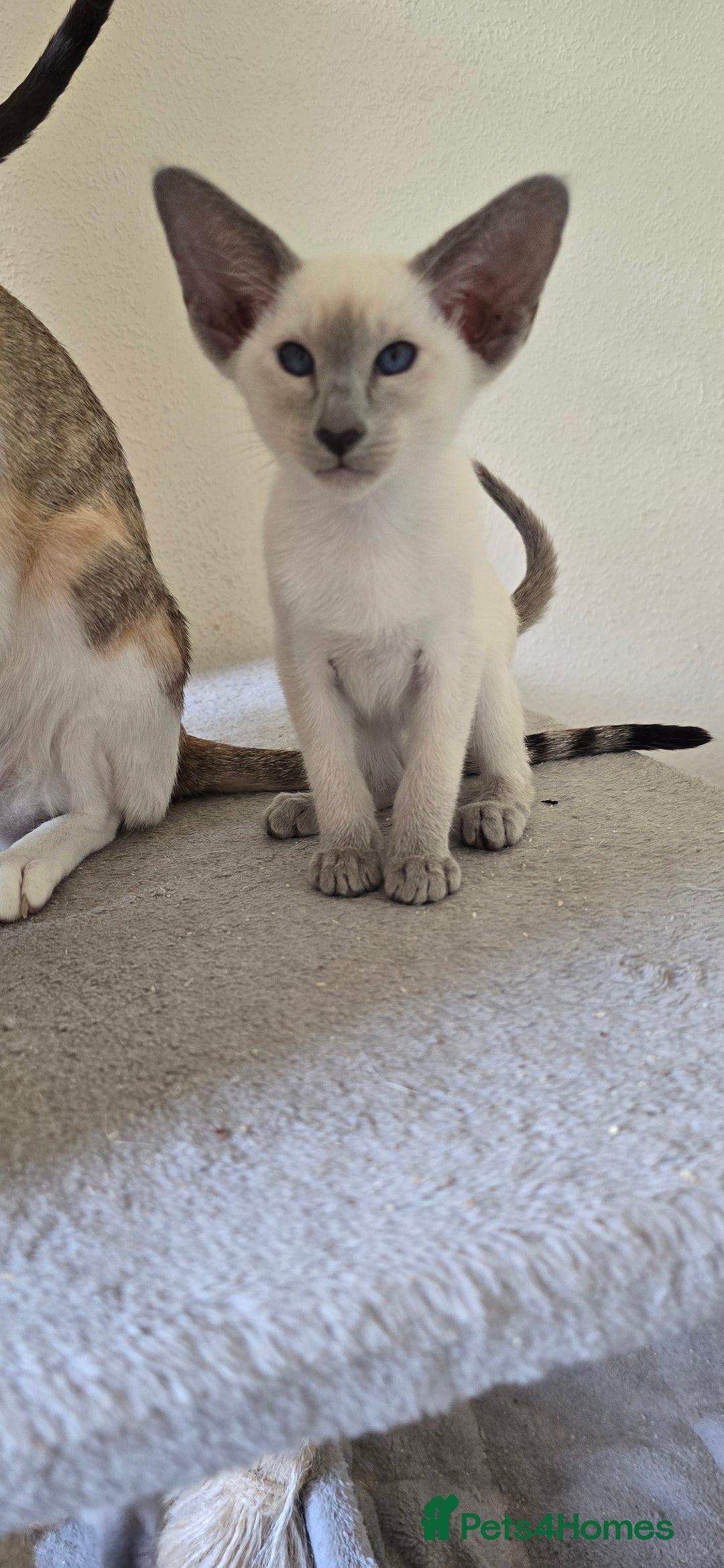 Oriental cats for sale: Oriental kittens  - Image 10