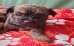 Mixed Breed dogs for sale: Puppies - Image 8