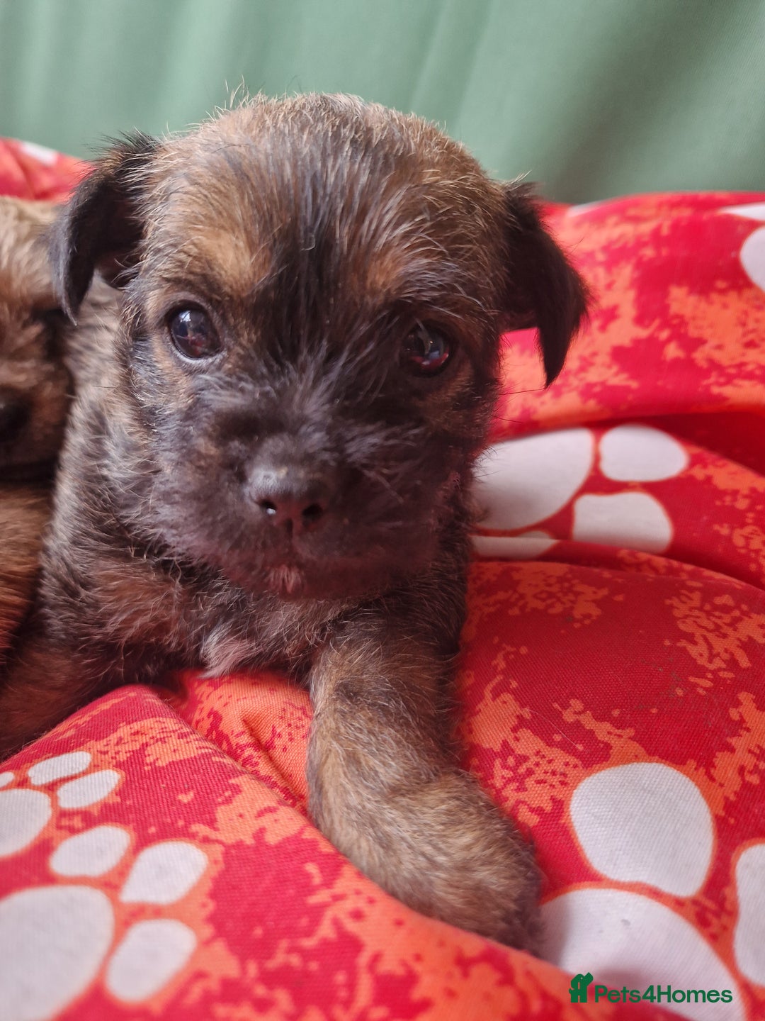 Mixed Breed dogs for sale: Puppies - Image 8