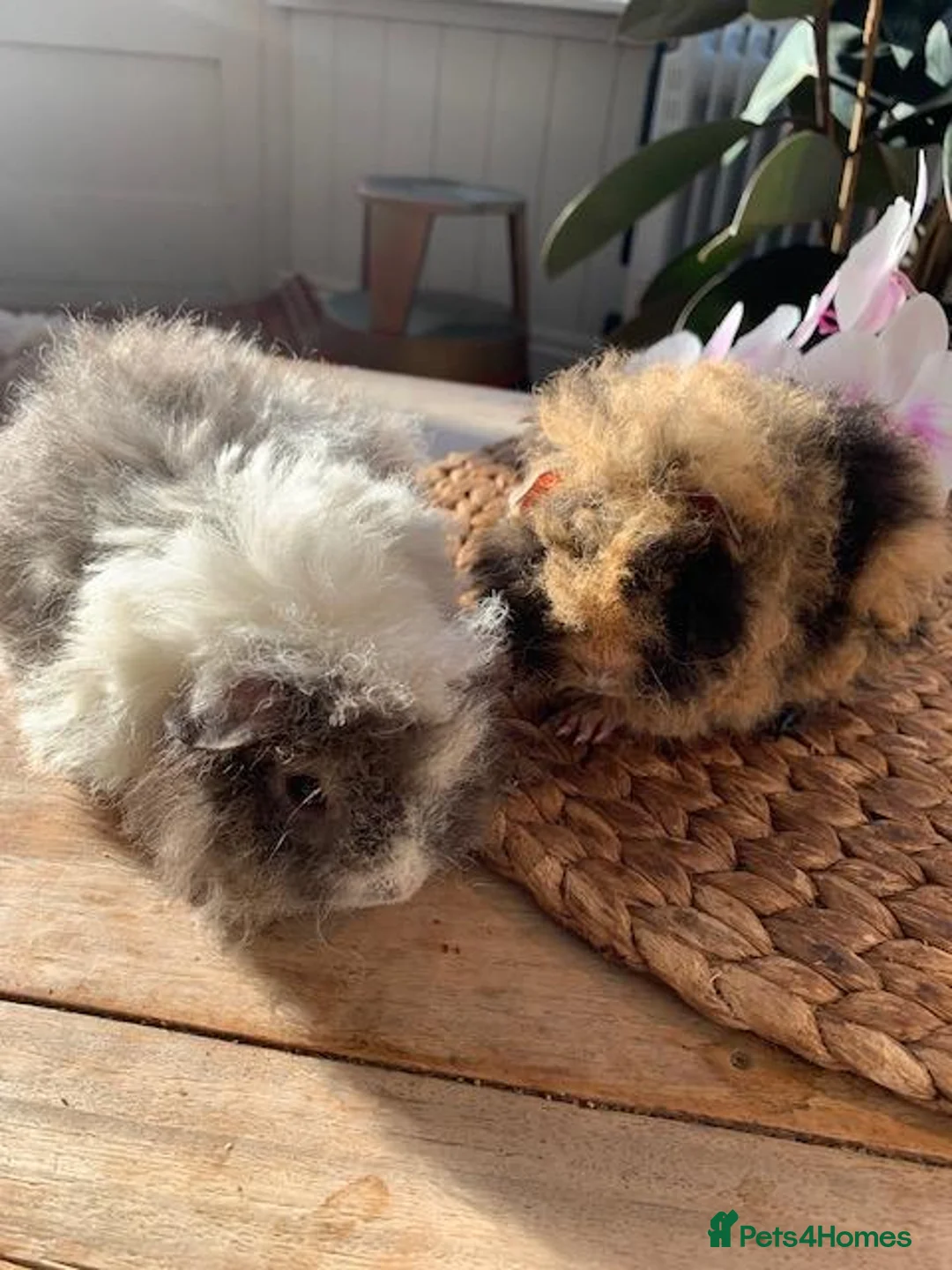 Guinea Pig rodents for sale: Beautiful Baby Texels HP18 - Advert 2