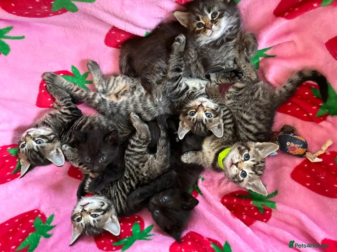 Mixed Breed cats for sale: Adorable kittens for sale  - Advert 1