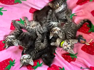 Mixed Breed cats Adorable kittens for sale - Advert 2