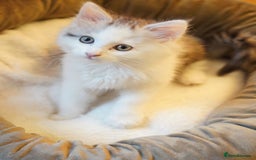 Persian cats for sale: Persian mix cross  - Image 3