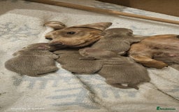 Miniature Dachshund dogs for sale: Isabella and tan miniature dachshunds - Image 14