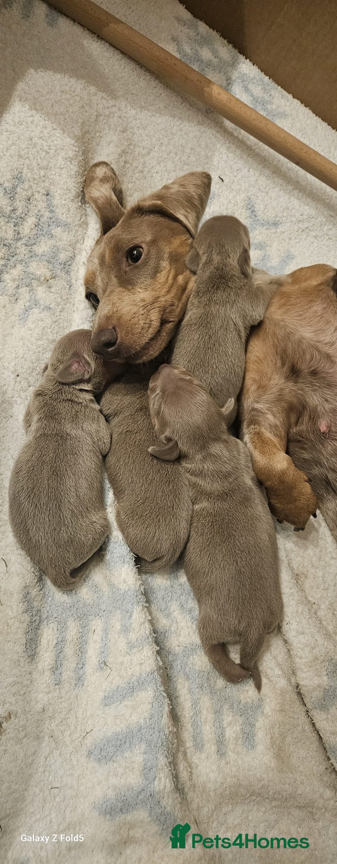 Miniature Dachshund dogs for sale: Isabella and tan miniature dachshunds - Image 14