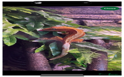 Gecko reptiles for sale: Crested geckos w/setup  - Image 1