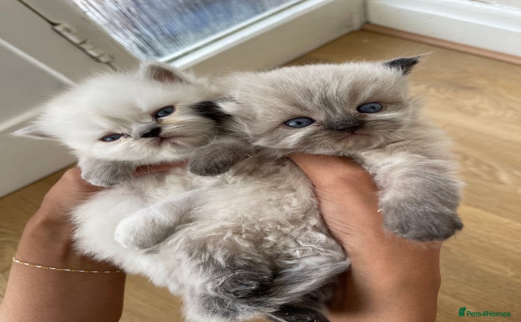 Persian cats - Advert 1