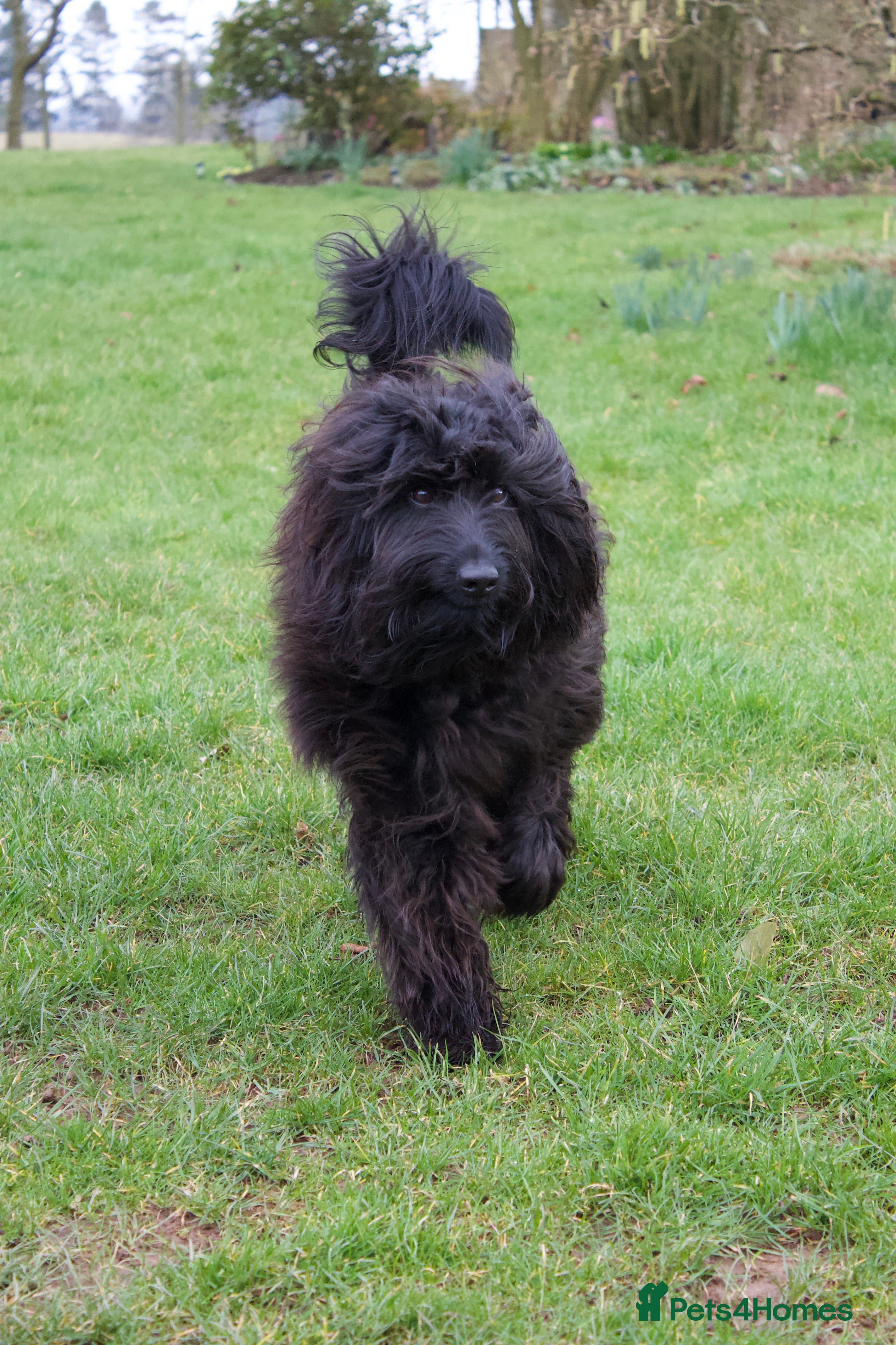 Labradoodle dogs TERRENCE HAGGIS - Medium Multigeneral Labradoodle  - Advert 16