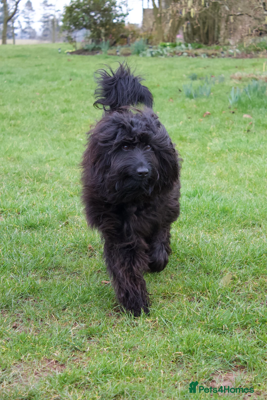Labradoodle dogs for stud: TERRENCE HAGGIS - Medium Multigeneral Labradoodle  - Advert 1