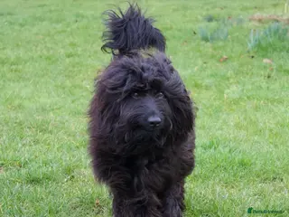 Labradoodle dogs TERRENCE HAGGIS - Medium Multigeneral Labradoodle - Advert 16