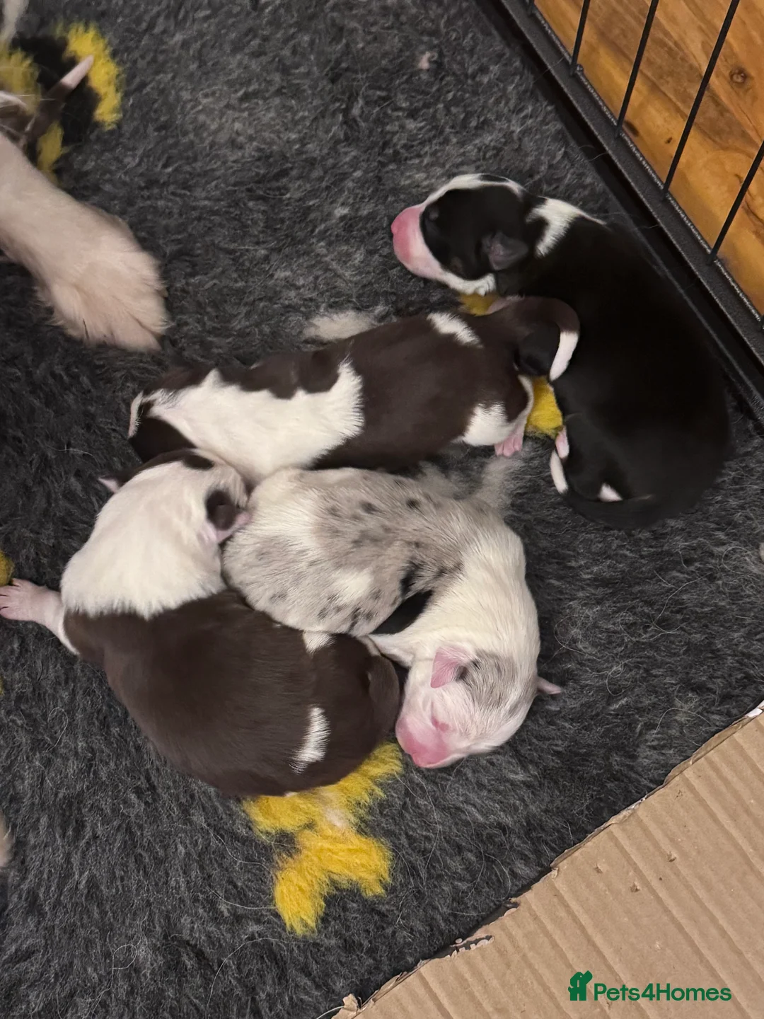 Border Collie dogs for sale: Adorable border collie tri coloured pups - Advert 6