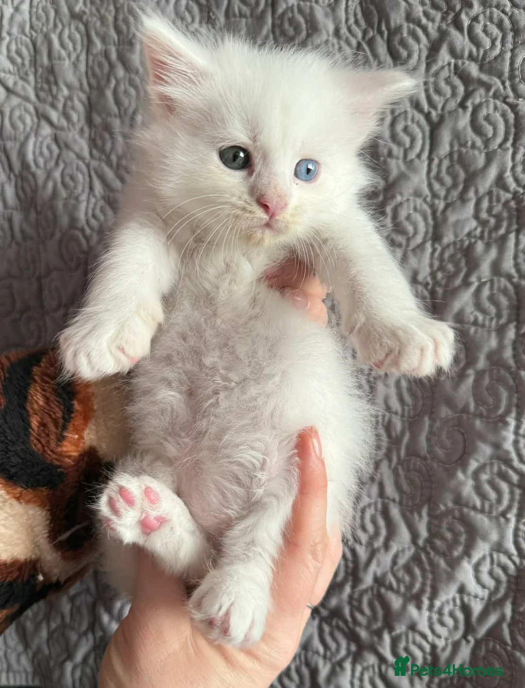 Maine Coon cats for sale: Stunning Polydactyl Maine Coon Kittens for Sale  - Advert 10