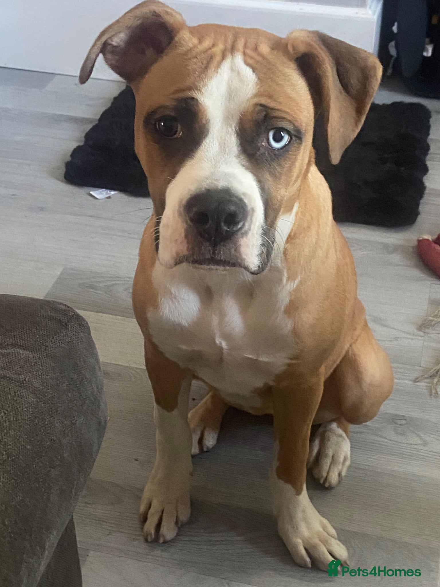 Mixed Breed dogs American bulldog x alapaha blue blood bulldog - Advert 3