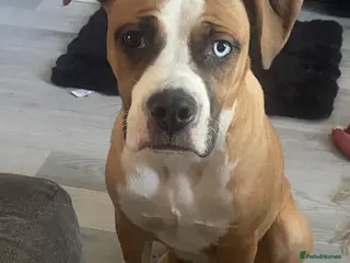 Mixed Breed dogs American bulldog x alapaha blue blood bulldog - Advert 8