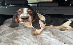 Basset Hound dogs for sale: 14 month old Male Basset - Image 2