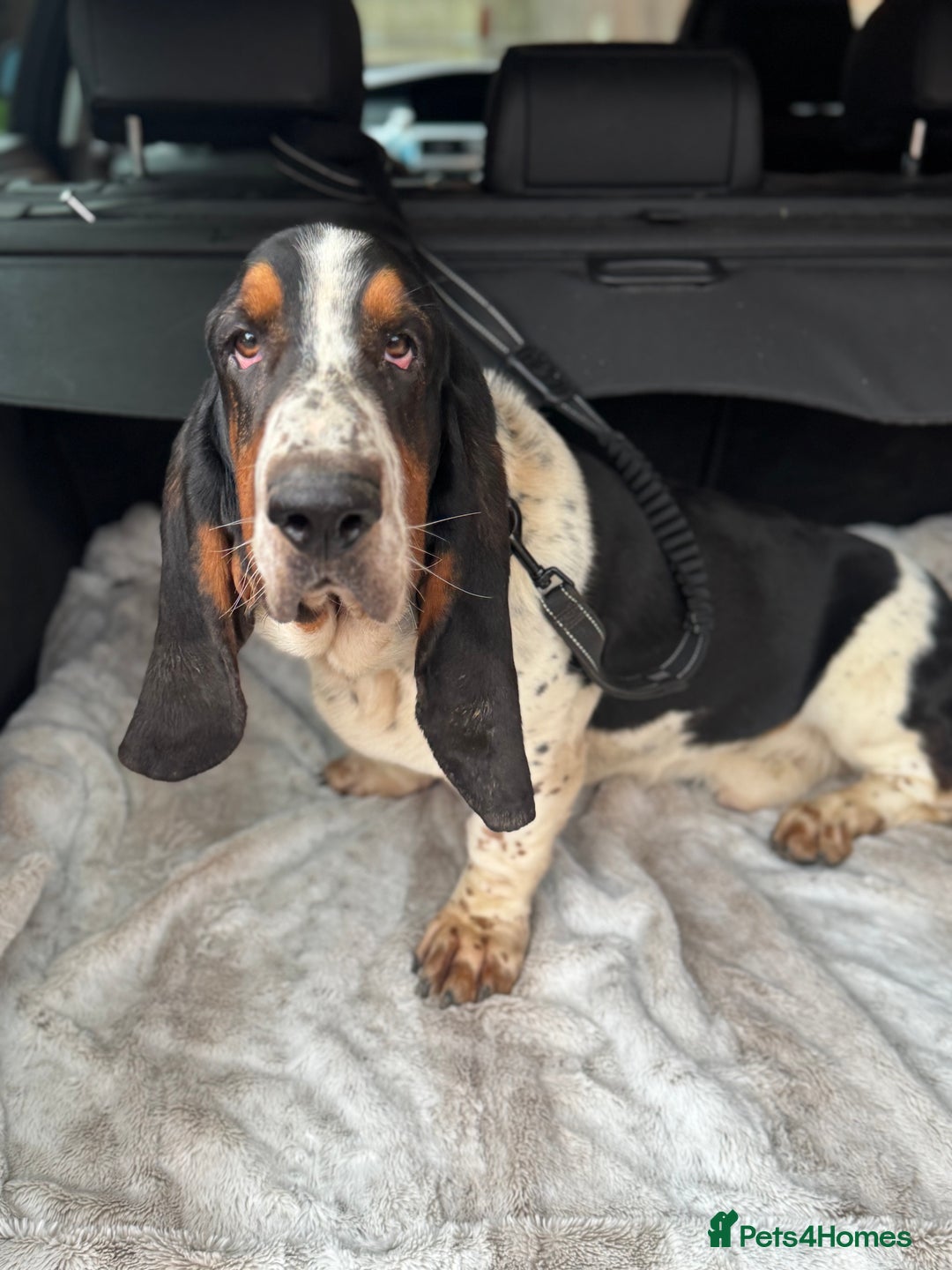 Basset Hound dogs for sale: 14 month old Male Basset - Image 2