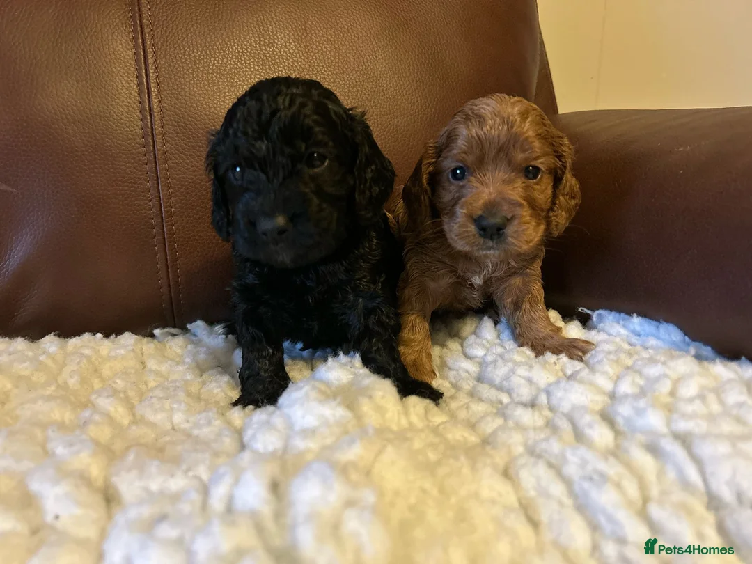 Miniature Poodle dogs for stud: OUR BARRY-KC REGISTERED MINIATURE POODLE FOR STUD in Preston - Advert 28