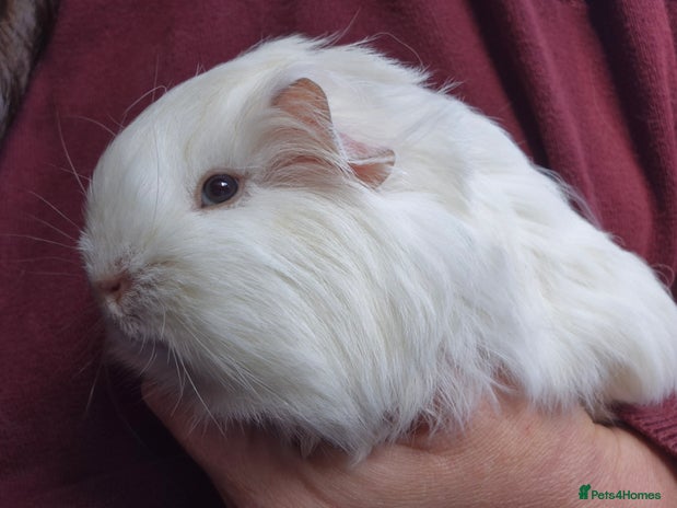 Guinea Pig rodents - Advert 11