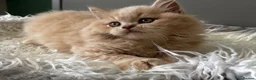 British Longhair cats for sale: **Only 2 Remaining! GCCF British LH/SH Kittens ** - Advert 11