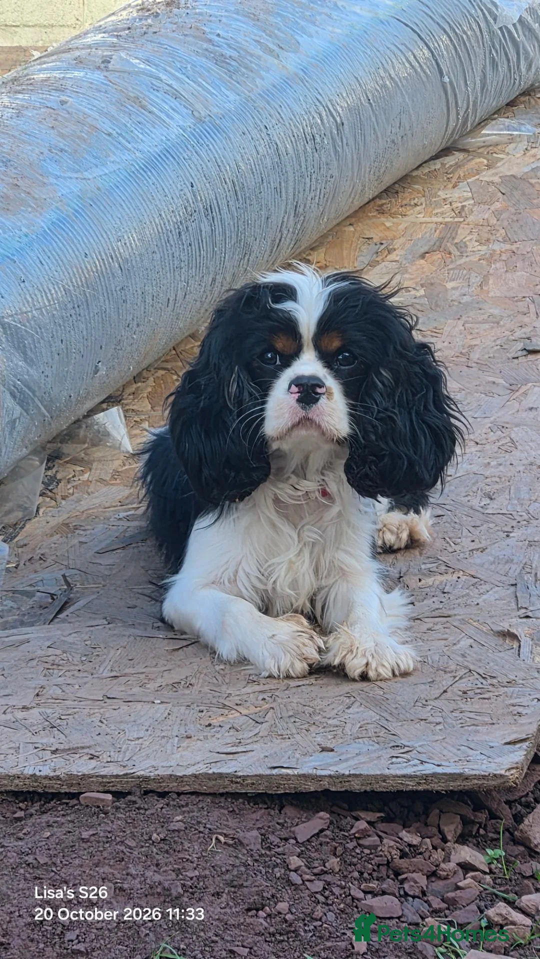 Cavapoo dogs for sale: 🐾 Beautiful Cavapoo Puppies health tested🐾 - Advert 8