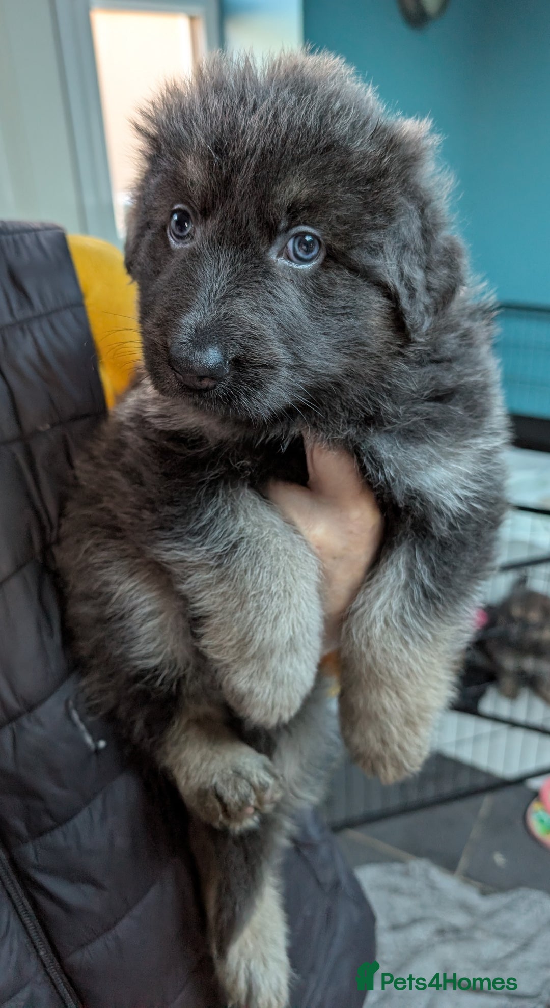 German Shepherd dogs for sale: Gorgeous Shepherd Puppies for Sale - Advert 7