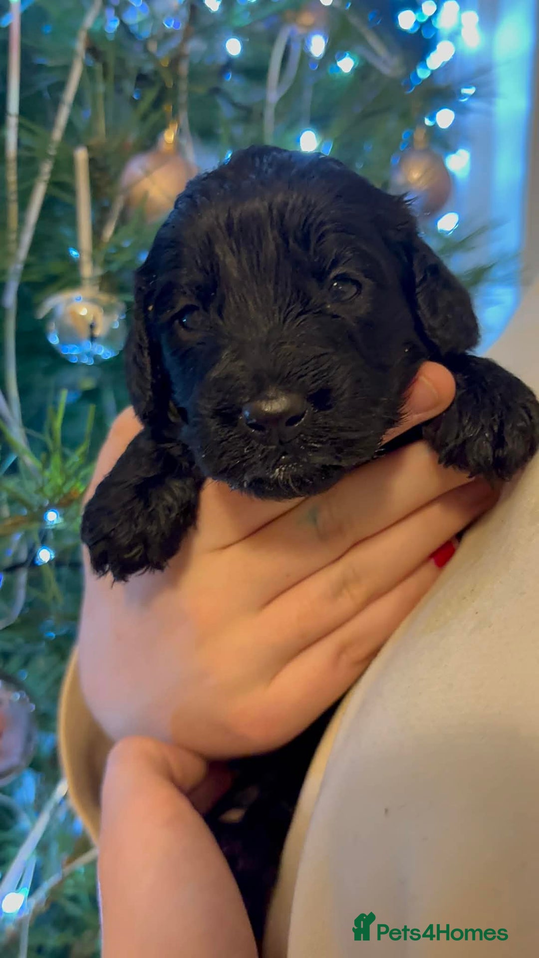 Cockapoo dogs for sale: Perfect Cockerpoo puppies  - Advert 5