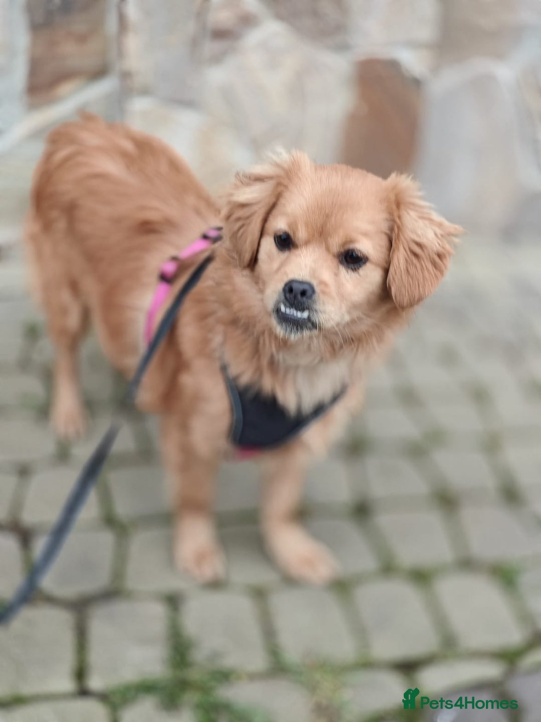 Mixed Breed dogs for adoption: 💖🐶 SILVIA 🐶💖 - Advert 4