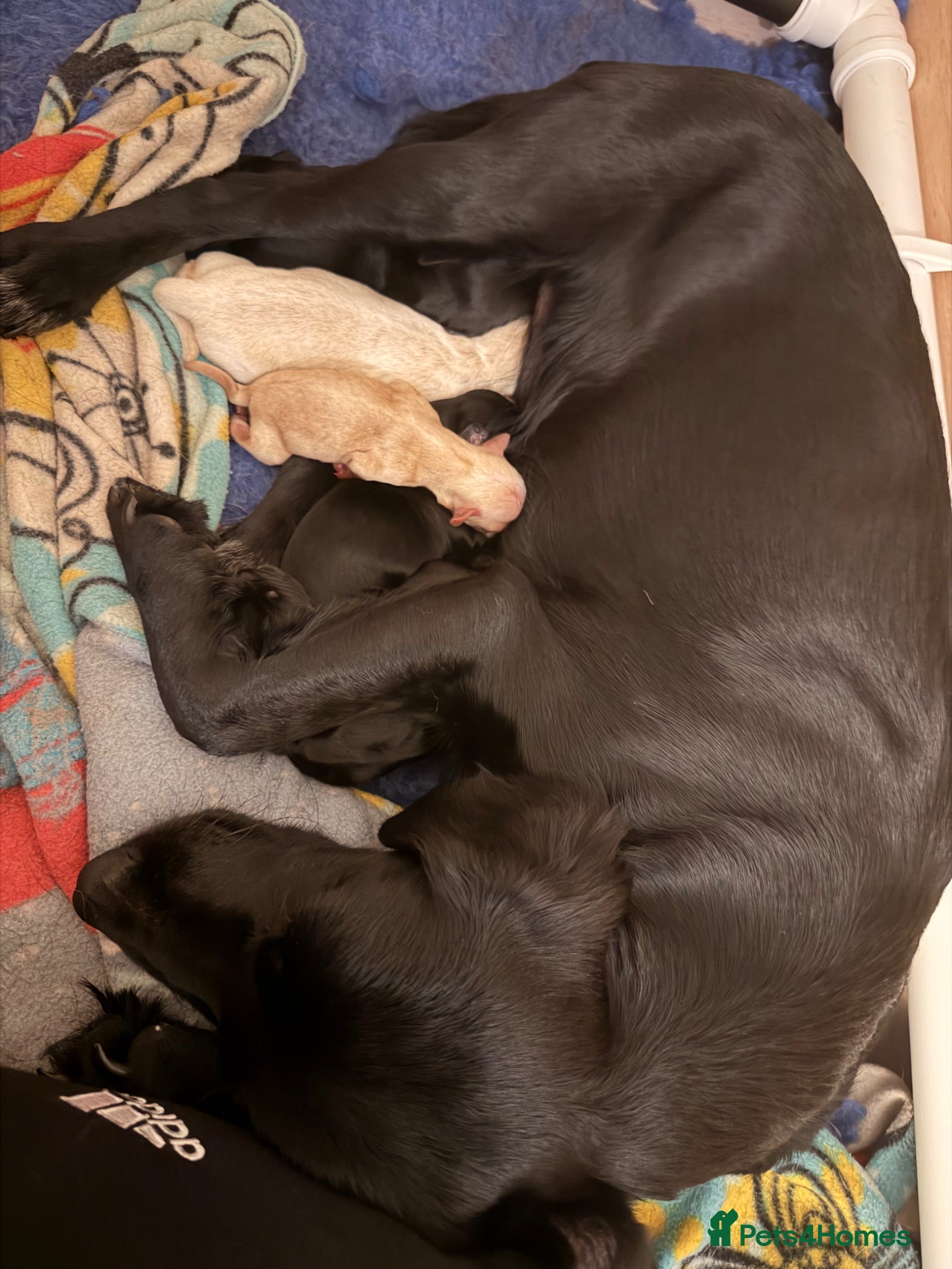 Cockerdor dogs Cockador Puppies 🐾 - Advert 2