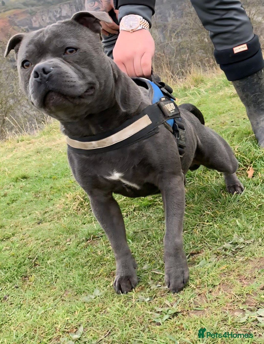 Staffordshire Bull Terrier dogs for sale: Staffordshire bull terrier pups. - Advert 5