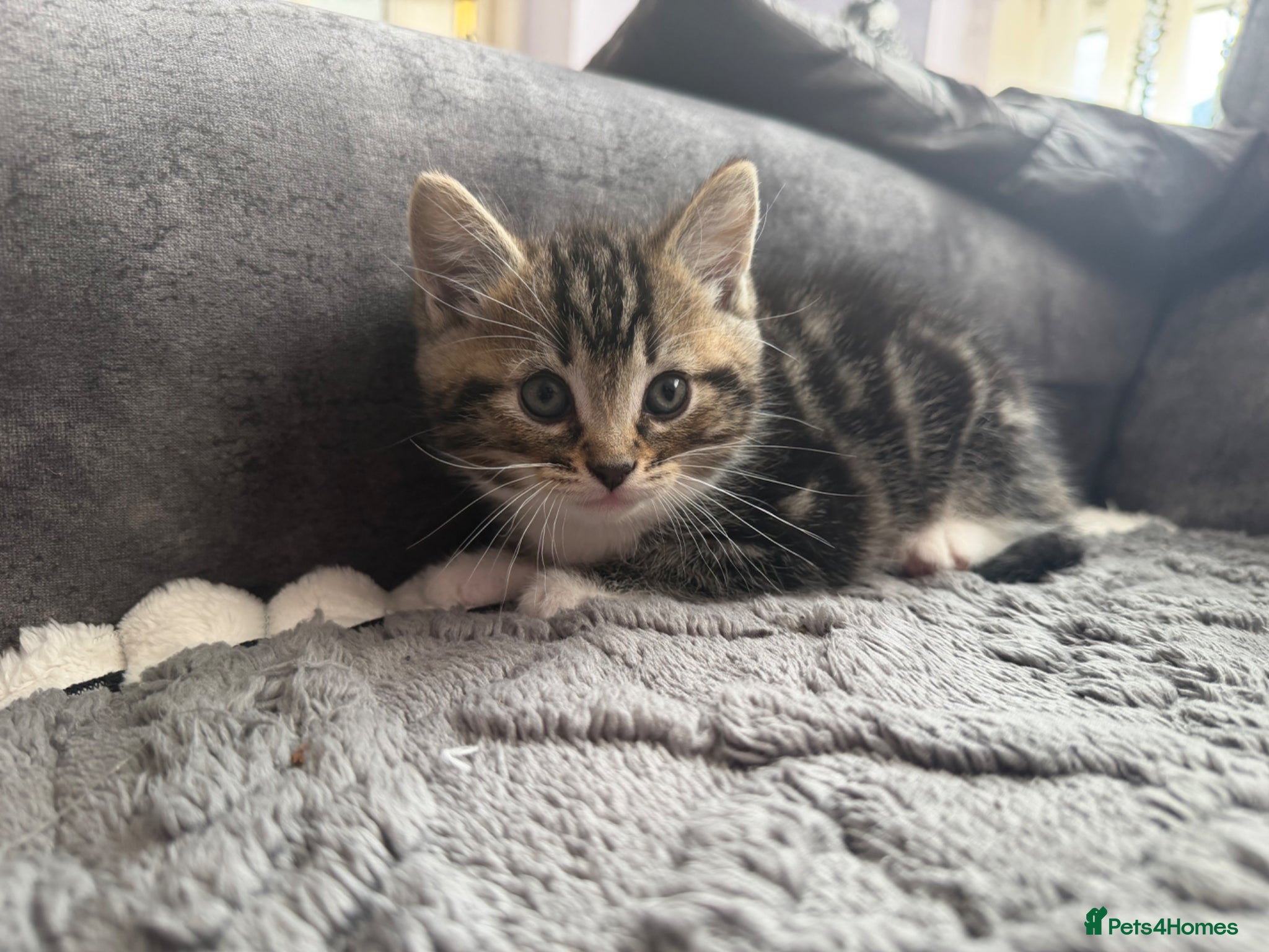 Mixed Breed cats 1 male mixed ragdoll kitten left  - Advert 18