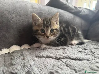 Mixed Breed cats 1 male mixed ragdoll kitten left - Advert 18