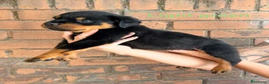 MALE - lime green collar 