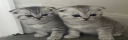Scottish Fold cats for sale: 2 kittens ready now! ❤️ price reduced❤️ - Advert 14