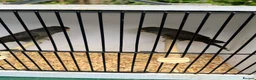 Budgerigars birds for sale: Stunning mutations  - Advert 2