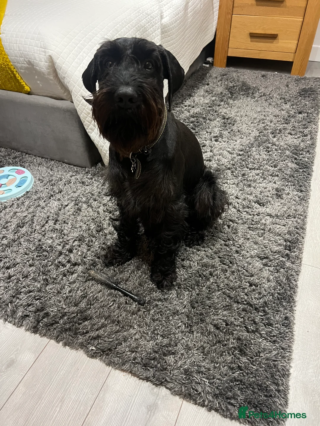 Schnauzer dogs for sale: Standard schnauzer aged 2 1/2 Boy  - Advert 15