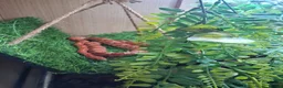 Corn Snake reptiles for sale: Corn snake - Advert 1