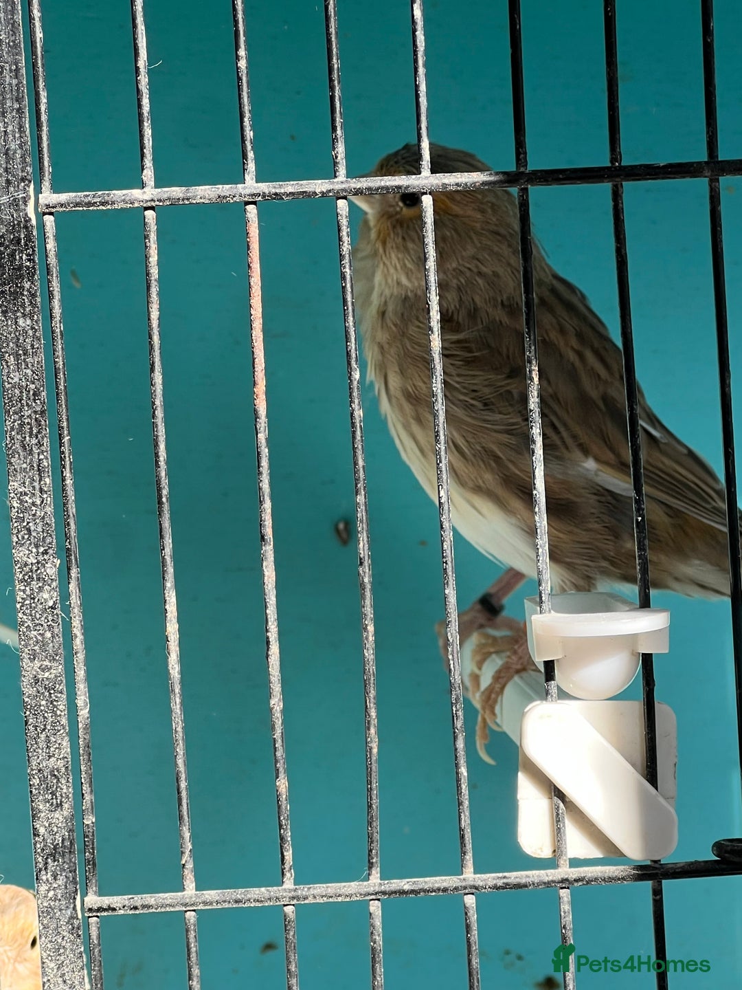 Canaries birds for sale: Young canaries  - Advert 16