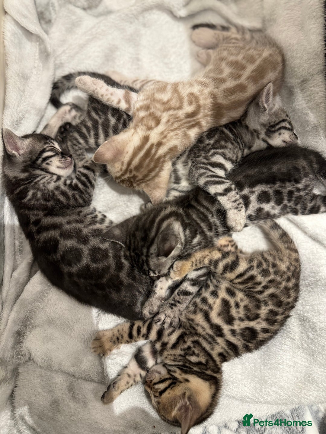 Bengal cats for sale: Bengal Kittens For Sale (4 Left) - Image 22