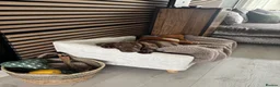 Miniature Dachshund dogs for sale: 11 month old miniature dachshund  in Gloucester - Advert 4