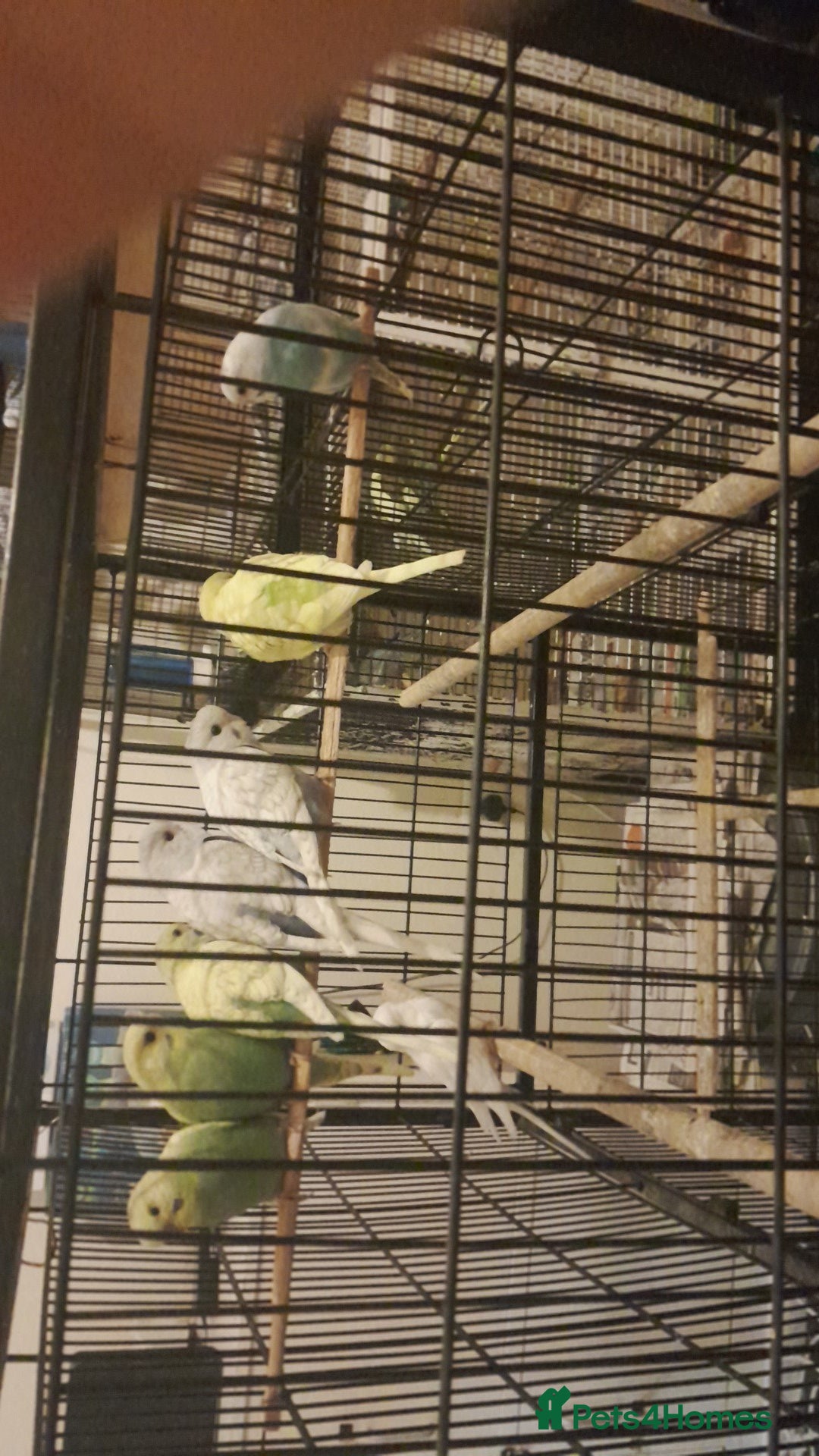 Parakeets birds for sale: Budgies  - Advert 1