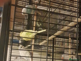 Parakeets birds Budgies - Advert 1