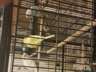 Parakeets birds Budgies - Advert 4