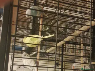 Parakeets birds Budgies - Advert 9