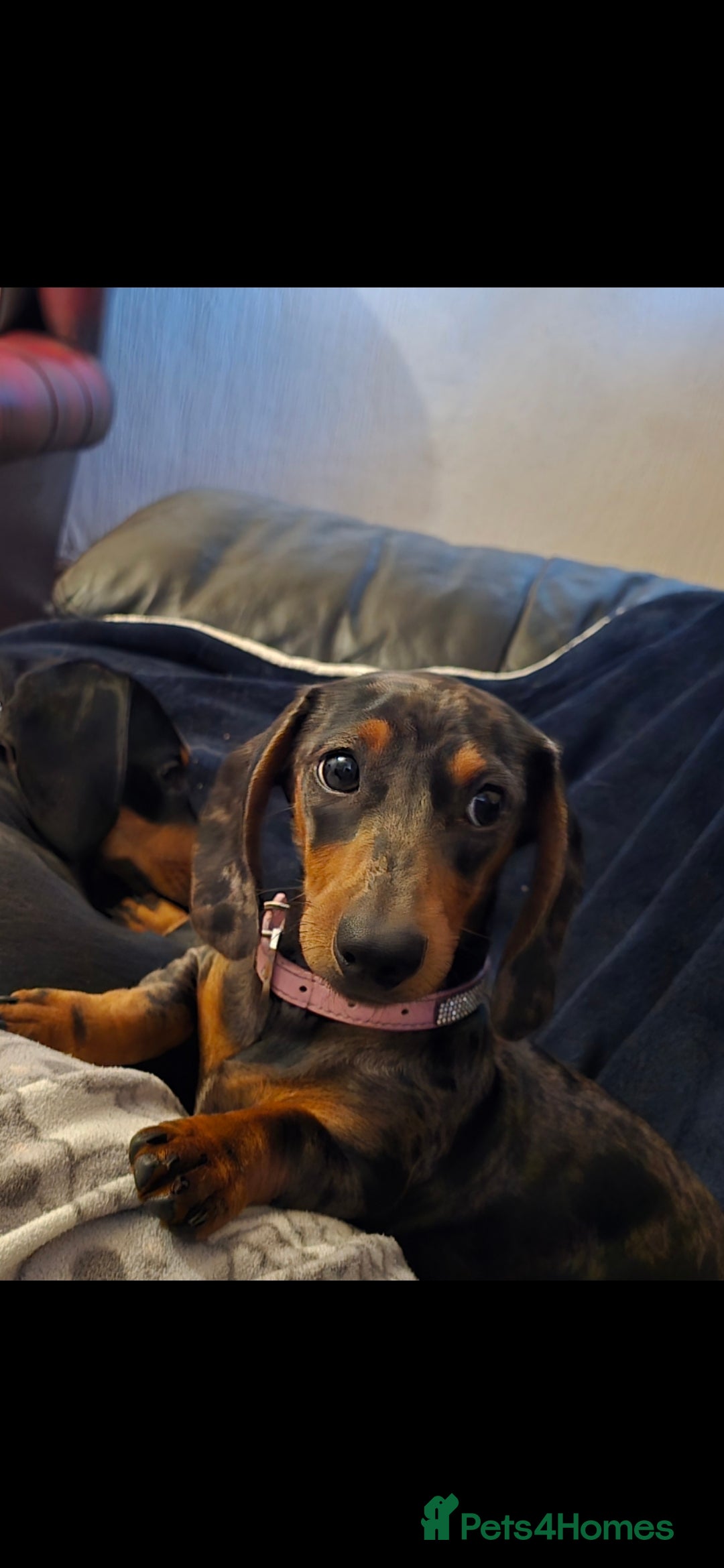 Dachshund dogs for sale: Mini miniature  dashound - Image 1