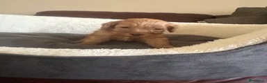 Cockapoo 4