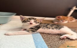 Domestic Shorthair cats for sale: Family-Raised Kittens, Friendly, Playful Ready Now - Image 29